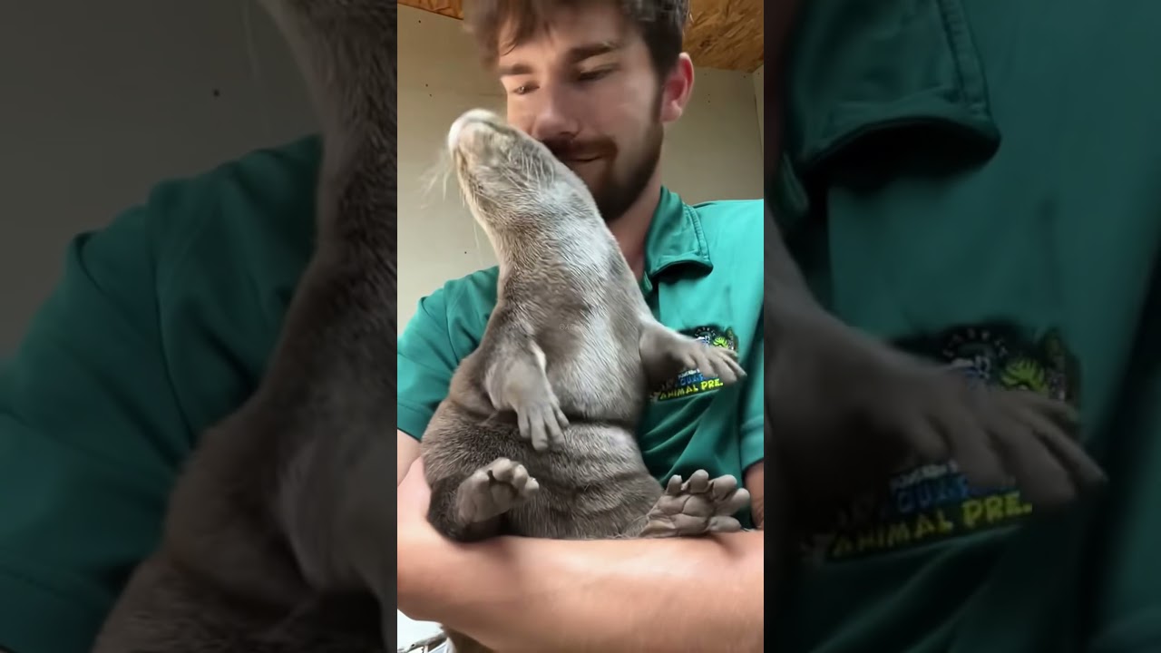 Funny otter 🦦🦦 