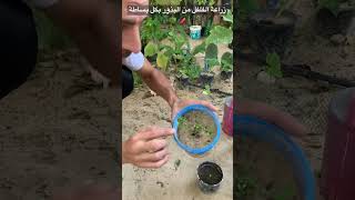 زراعة الفلفل من البذور بكل بساطة ? ? زراعة فلفل بذور agriculture pepper seeds shorts