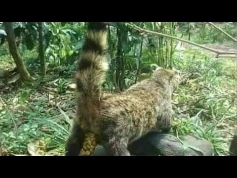 اغلى قهوة في العالم تستخرج من براز حيوان الزباد