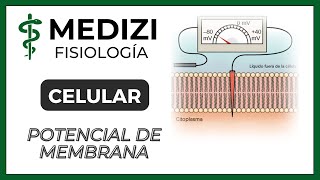 Clase 4 Fisiología - Potencial de membrana,equilibrio electroquimico de la célula (IG:@doctor.paiva)