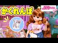【かくれんぼ】チワワちゃんがいなくなっちゃった