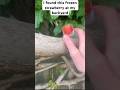 found this frozen strawberry #roblox #growagarden #brainrot #shorts
