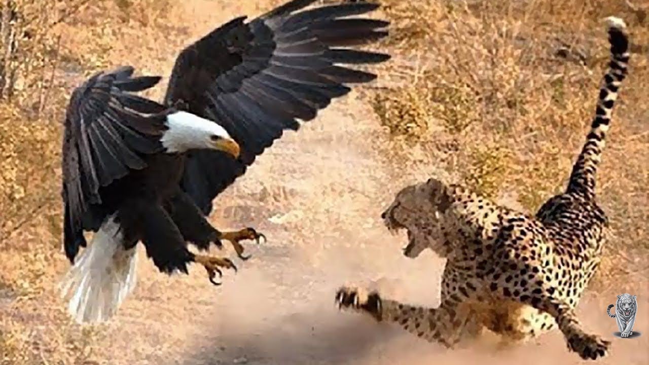 Cheetah Vs Eagle | Lion Vs Hyenas | Cheetah Vs Crocodile Hunting - YouTube