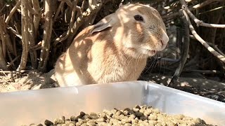 Beautiful wild rabbit