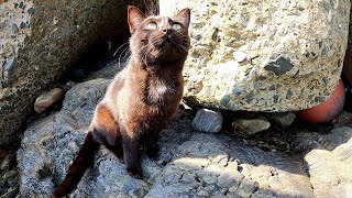海の岩場から怖がりな黒猫が出てきて甘えてきた