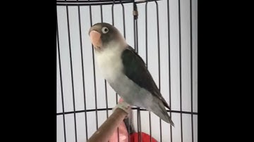 Lovebird ngetik sambung ngekek | Labet ANACONDA BF 16