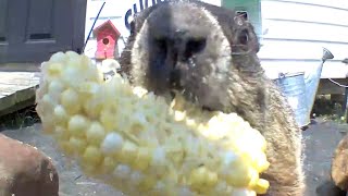 Chunk Takes the Corn Home!