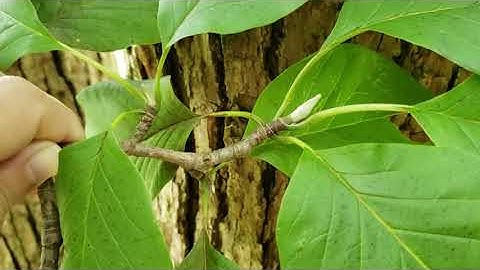ID That Tree: Cucumber Magnolia