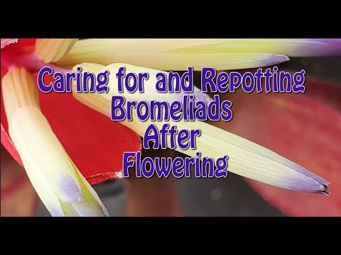 Video: Reînflorirea bromeliadelor: îngrijirea bromeliaceelor după înflorire