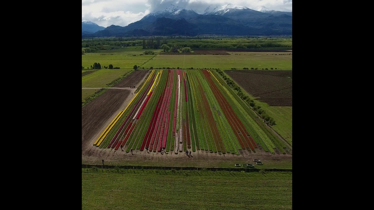 ⁣Campo de Tulipanes