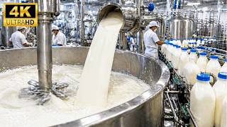 Behind the Scenes of Massive Buttermilk and Chaas Production