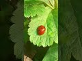 Nature Beautiful #gardeninglife #naturebeauty 💗