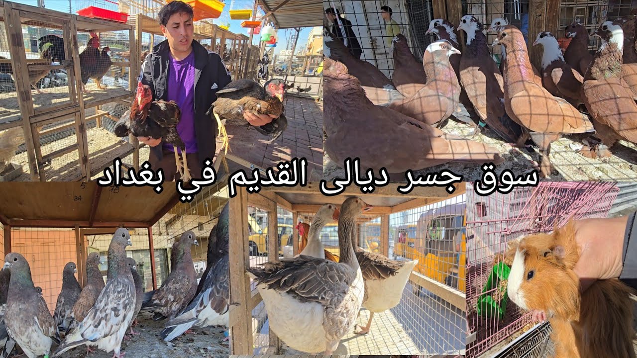 سوق الجسر القديم في بغداد انواع الحيوانات والطيور[جسر ديالى ] السبت 2026/2/21