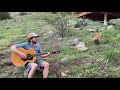 Andy thorn sings fox on the run to a wild fox