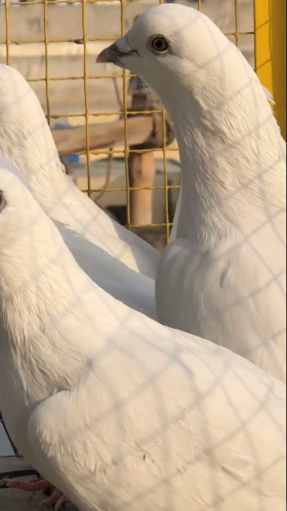 Toniya homebreed |Adhowal pigeons | nayab kaboter |