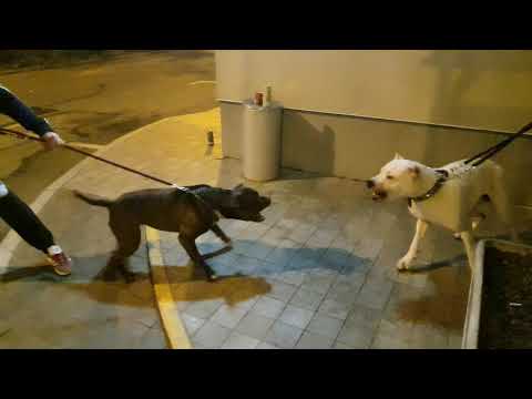 Dogo argentino vs pitbull (dogo2years-pit4years) NO FIGHT This is  example of what not to do!