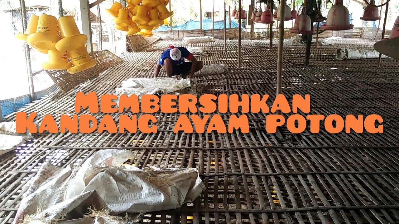 Membersihkan kandang ayam potong Part.1. Vlog kegiatan e wong ndeso