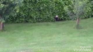 The Face Off Between The Our Cat & The Badger Gulp