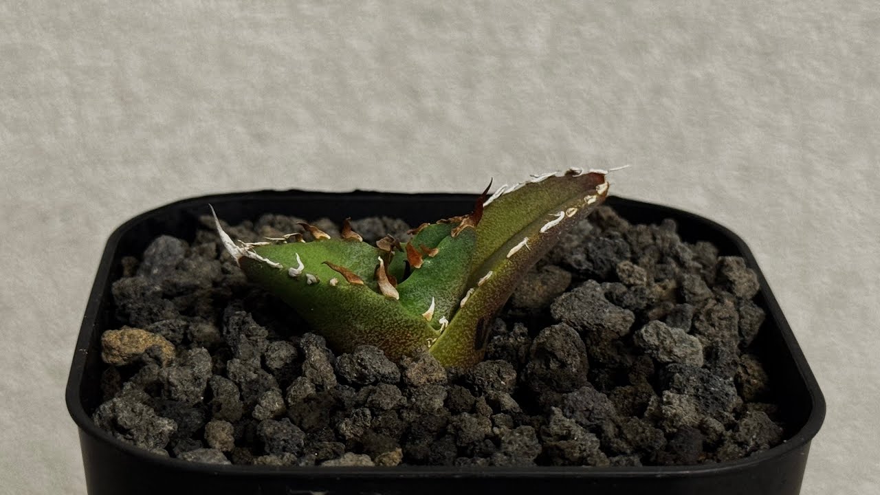 20260907 アガベ・チタノタ USFO(芽)-002｜agave titanota USFO - YouTube