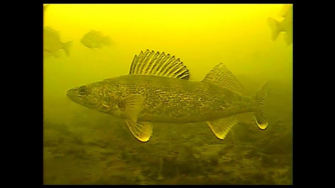 Incredible Underwater Walleye Footage! 