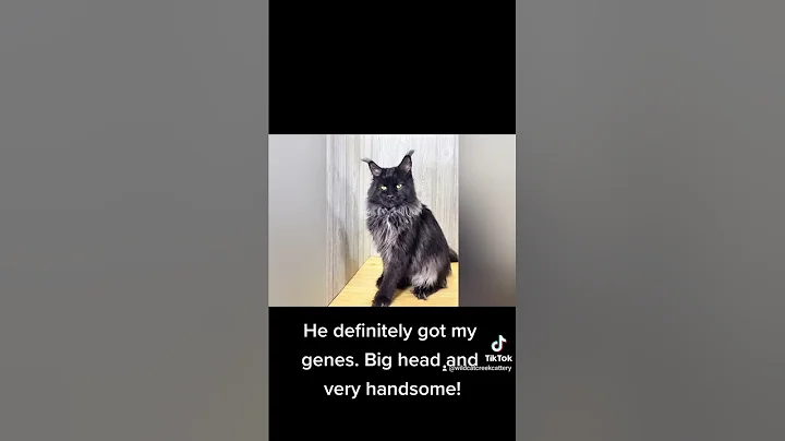 Video 11902821: maine coon family, mainecoon