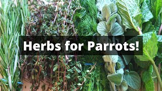 Herbs Your Parrots Can Eat | Parrot Diet Ideas | TheParrotTeacher What Do Parrots Eat Parrot Diet Guide