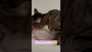 доброе утро #котики