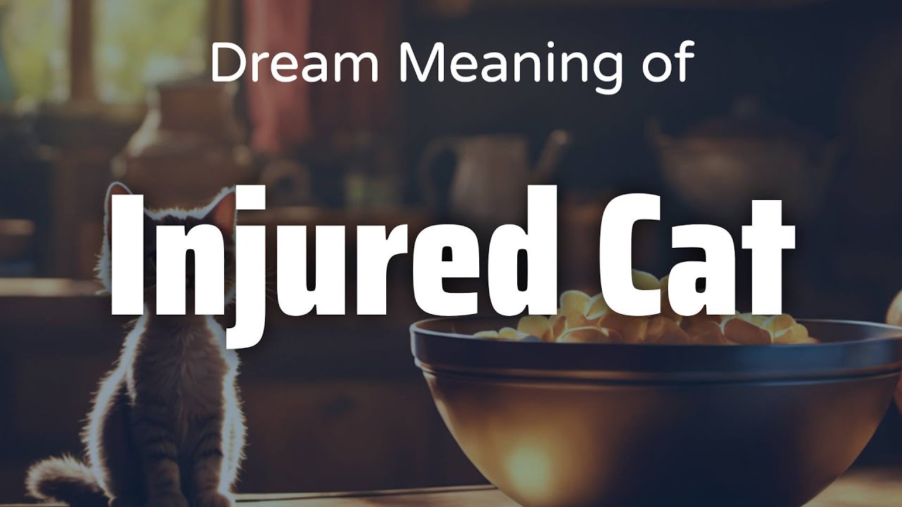 Значение и символизм сна о раненой кошке | Психология толкования