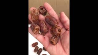 Medjool dates pitting test