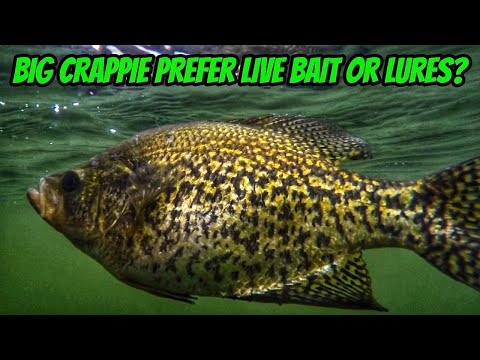 DO BIG CRAPPIE PREFER LIVE BAIT OR LURES- New full length episode