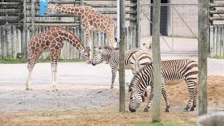 Zoo Knoxville giraffe and zebra herds introduced - YouTube