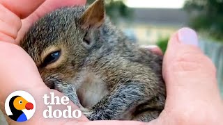 Woman Saves An Orphaned Baby Squirrel | The Dodo