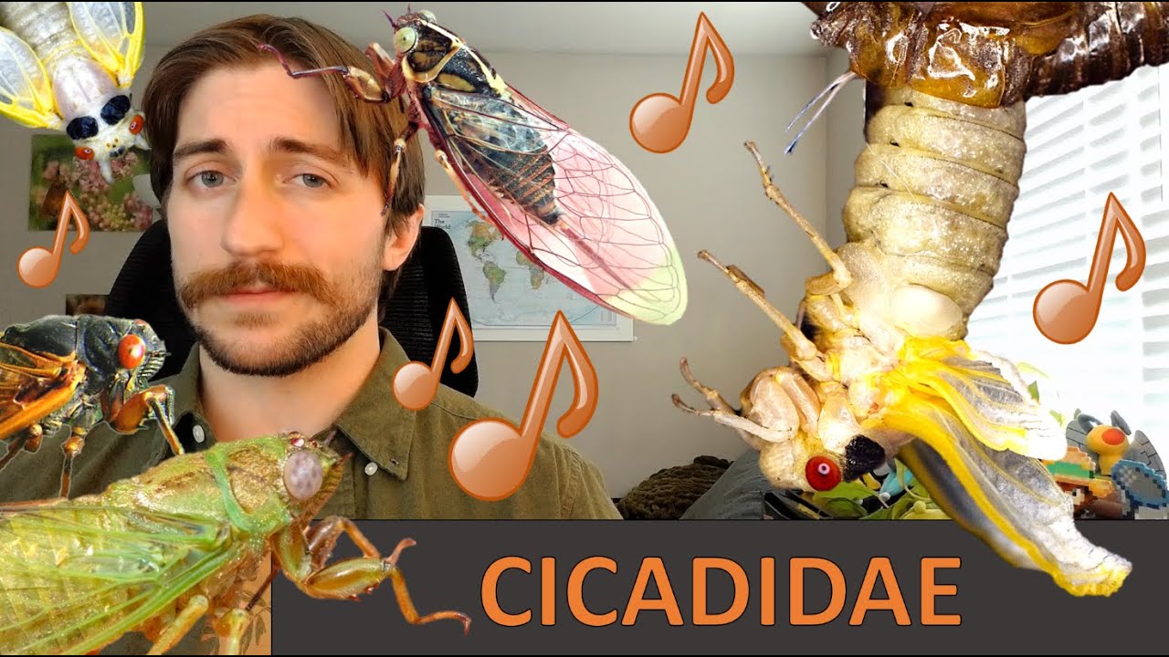 Cicadidae: Цикады — семейство в центре внимания