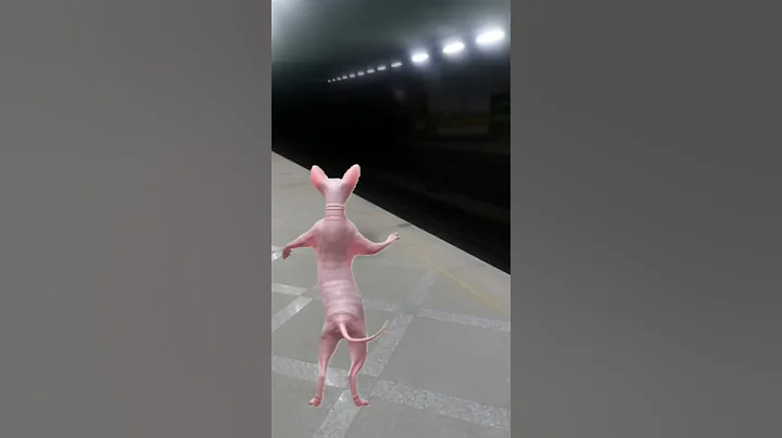 Video 7005421: sphinx cat dance sphynx, sphynx cat funny kitten, sphynx cat living, scary cat funny