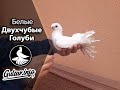 БЕЛЫЕ ДВУХЧУБЫЕ ГОЛУБИ / PIGEONS / TAUBE #Gulsarinfo©