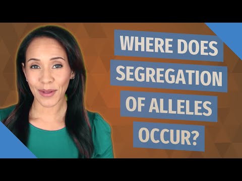 Where Does segregation of alleles occur?