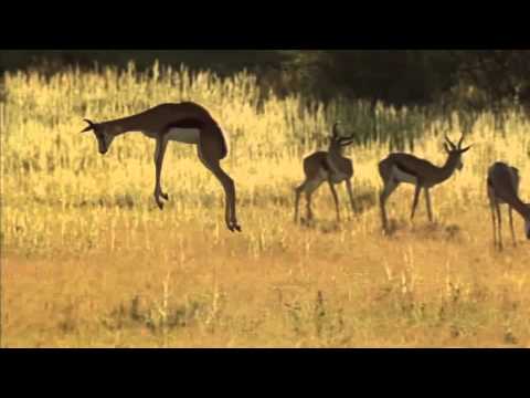 Video: Gazelle is een elegant dier