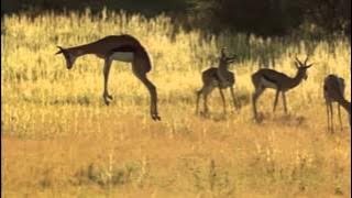 Springbok pronking