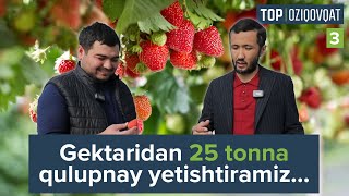 Qishda qulupnay yetishtiradigan tadbirkor Sarvar Xayrullayev | TOP OZIQOVQAT