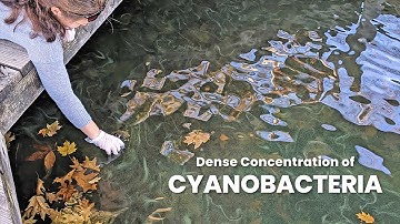 How to Prevent Harmful Algal Blooms (HABs)