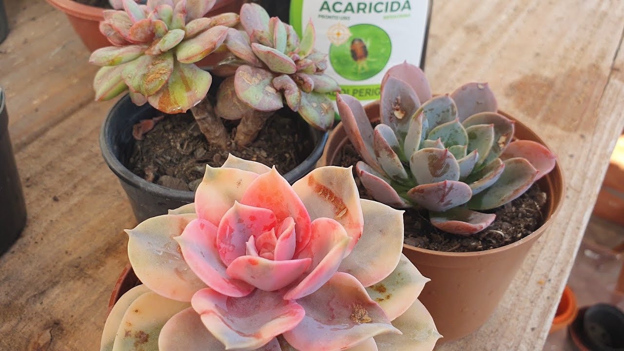 Suculentas com ácaros, como combater, #dicas #suculentascomacaros
