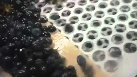 Tommy Automatic Grape Sorting System 2
