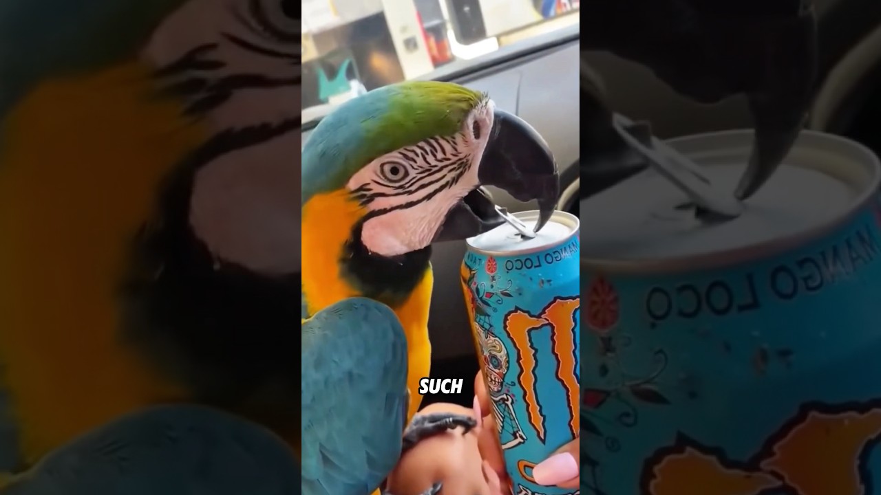 У попугаев очень сильный укус. 