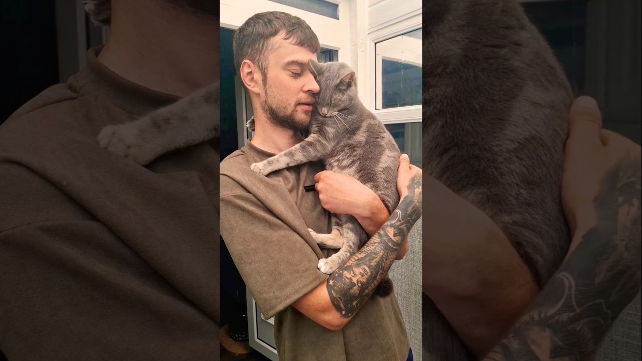 Коты и собаки #кот #коты #цитаты #высказывания #любовь #психология #shorts #cats @evaldostravel