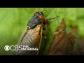 Trillions of cicadas as loud as lawnmowers emerge in 15 states after 17 years underground