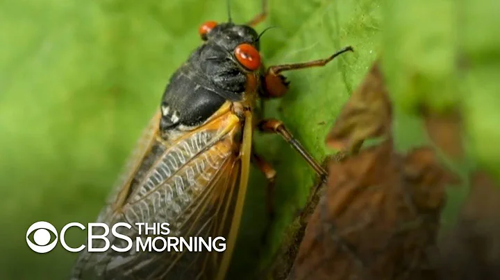 Trillions of cicadas as loud as lawnmowers emerge in 15 states after 17 years underground - DayDayNews