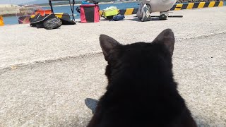 黒猫「天気が良いので釣り人の様子でも見に行くか!」漁港で釣り人の偵察に行く野良猫について行ってみた