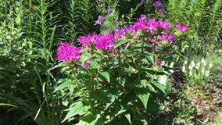Monarda didyma 'Blue Stocking',  Bee Balm