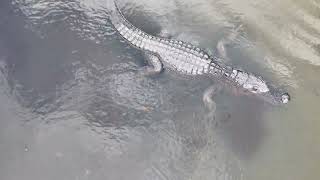 Florida Gator 🐊 Indian River Lagoon