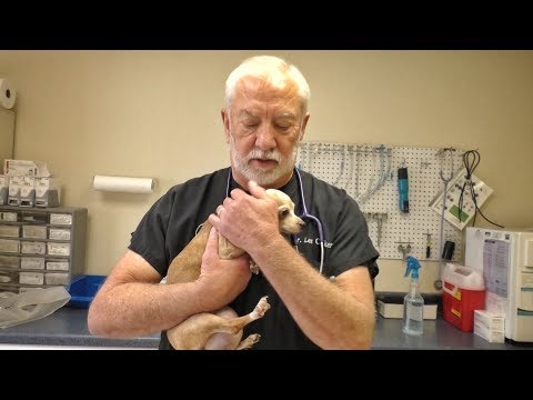 Video: Hero Vet Transforms “Unadoptable” varjupaigataimed armastatud lemmikloomadesse